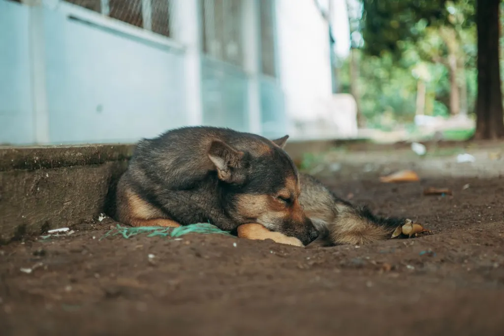 Care That Fits Home